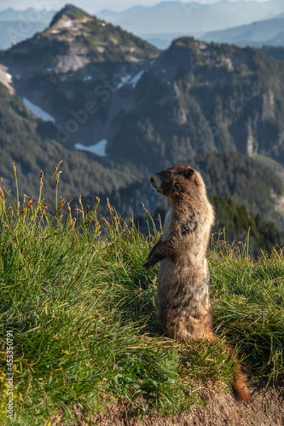 Obraz View of a marmot standing in grass in front of a mountain range in Mount Rainier National Park in Washington. Mountain ranges can be seen in the distance as well as light.