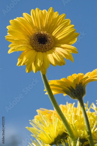 Fototapeta Yellow flower macro