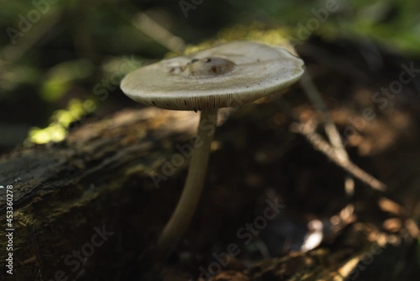 Fototapeta A poisonous mushroom commonly known as a pale toadstool. Poisonous mushroom growing in the forest. Death cap. 