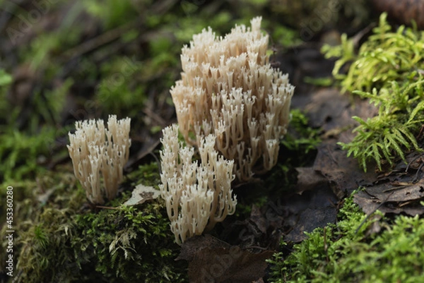 Fototapeta Ramaria stricta mushrooms growing in the forest. Ramaria Stricta. 
