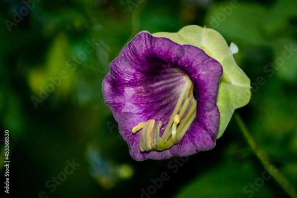 Obraz Macro plantas exóticas - Cuenca Ecuador