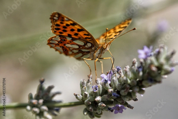 Obraz butterfly on flower