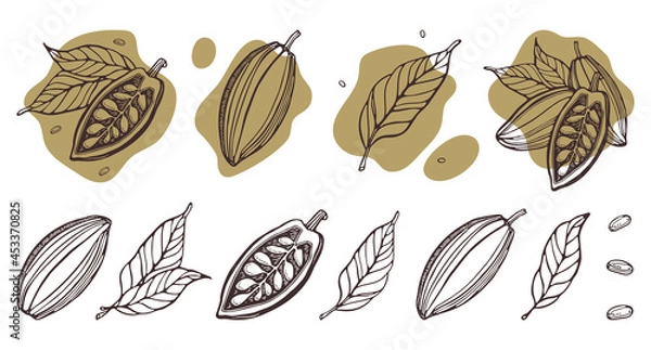 Obraz Cocoa set. Hand-drawn vector Cacao beans, leaves. Doodle Outline sketches Vector illustration for design menu, shop, fabric, wallpaper. Plant parts. For logo, print, label, emblem, symbol
