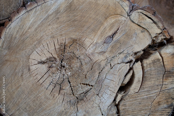 Obraz cut down a huge cracked old tree close-up