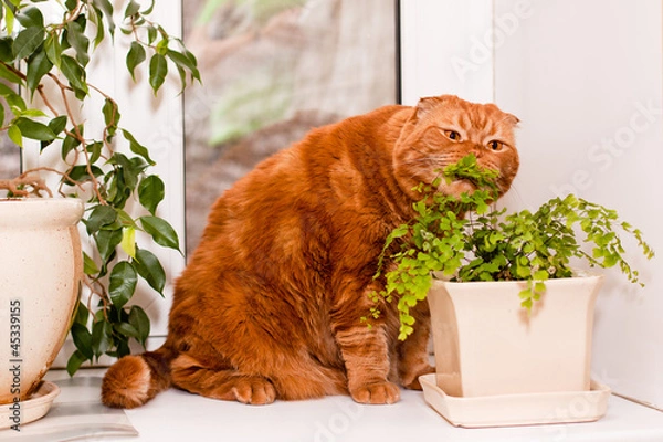Obraz Scottish fold cat