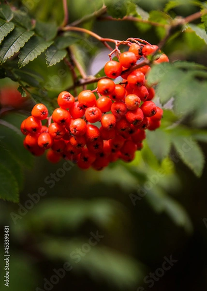 Obraz red berries on a tree