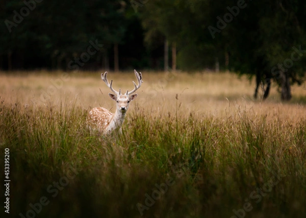 Fototapeta deer in the grass