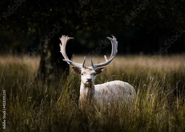 Fototapeta white deer in the meadow