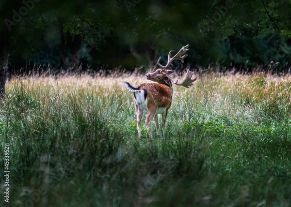 Obraz deer in the meadow