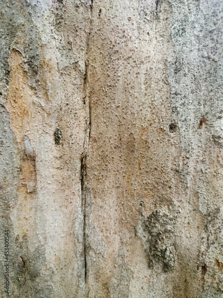 Fototapeta Tree Bark Texture on Closeup