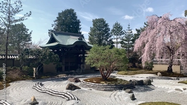Fototapeta 高台寺 日本庭園 枝垂れ桜 京都