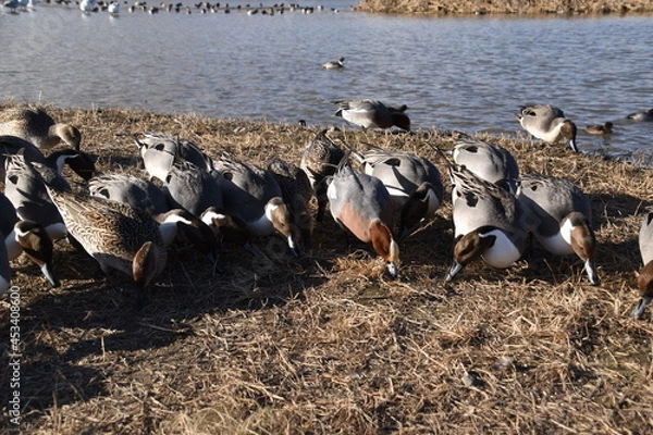 Obraz エサをついばむ鴨