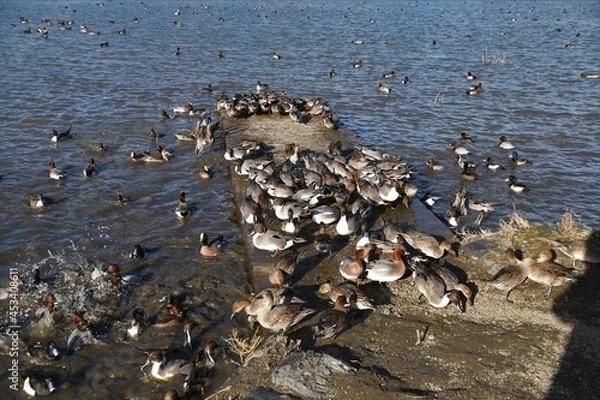 Obraz 水辺に集まる鴨