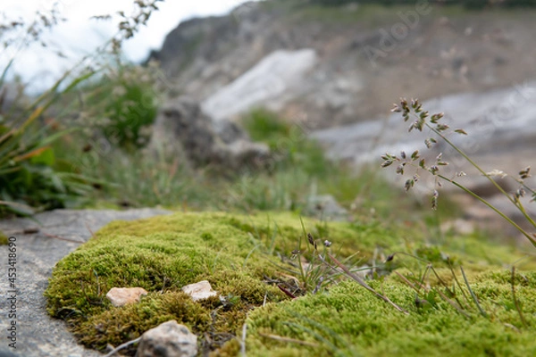 Fototapeta mossy rocks nature background, shallow depth of field with room for product or copy