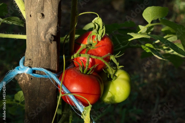 Fototapeta Tomatoes on the vine in various states of ripeness