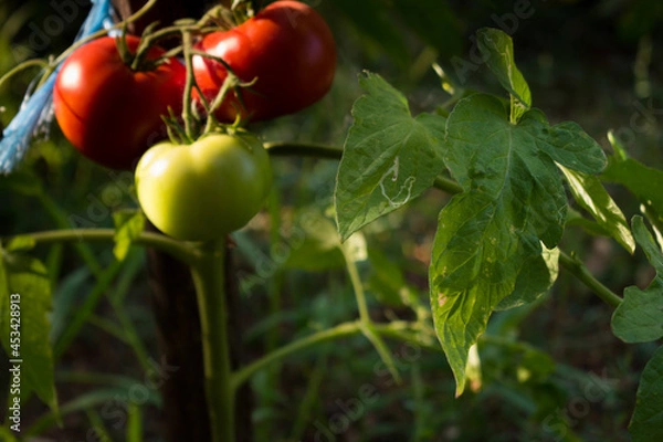 Fototapeta Tomatoes on the vine in various states of ripeness