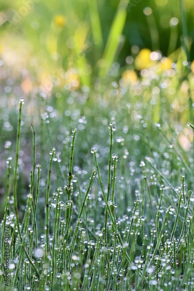 Obraz Beautiful drops of fresh morning dew on green grass in sunlight . Selective focus. Blurry spring background with copy space. Bokeh