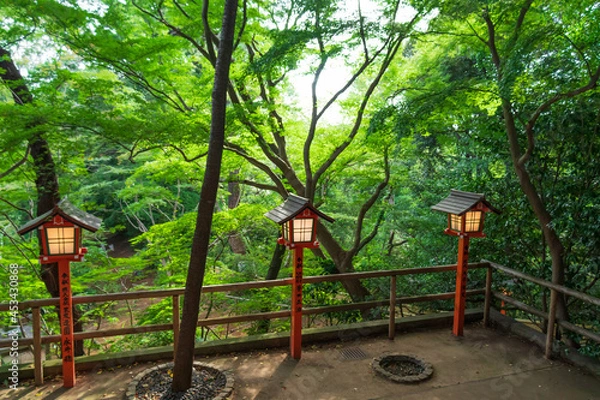 Fototapeta 東京都　夏の等々力渓谷
