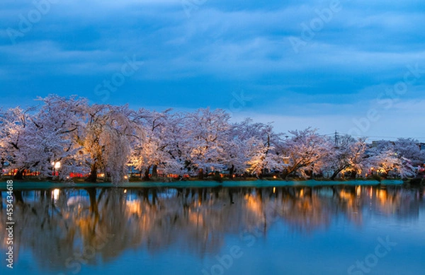 Fototapeta 臥竜公園 夕暮れの桜