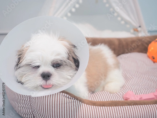 Obraz Sick dog wearing funnel collar with sad on pet bed.
