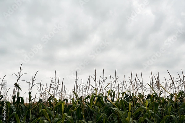 Fototapeta cornfield in cloudy weather before rain