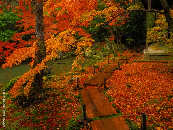 Obraz 【京都】蓮華寺の紅葉