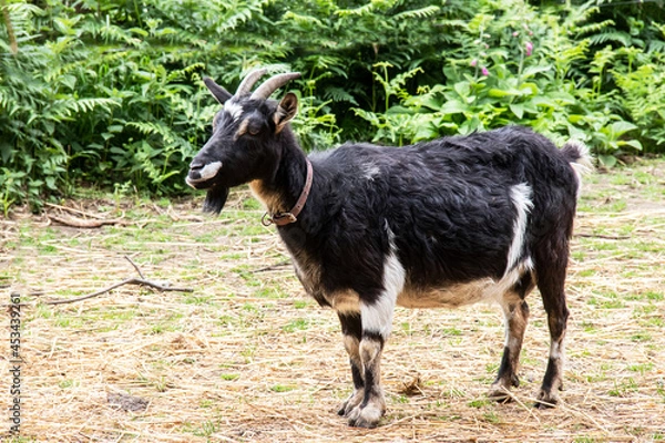 Fototapeta Chèvre poitevine