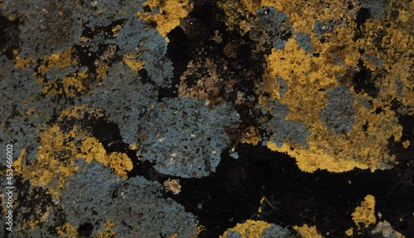 Fototapeta Fungus closeup on rough black brick or concrete wall. Abstract backdrop concept.