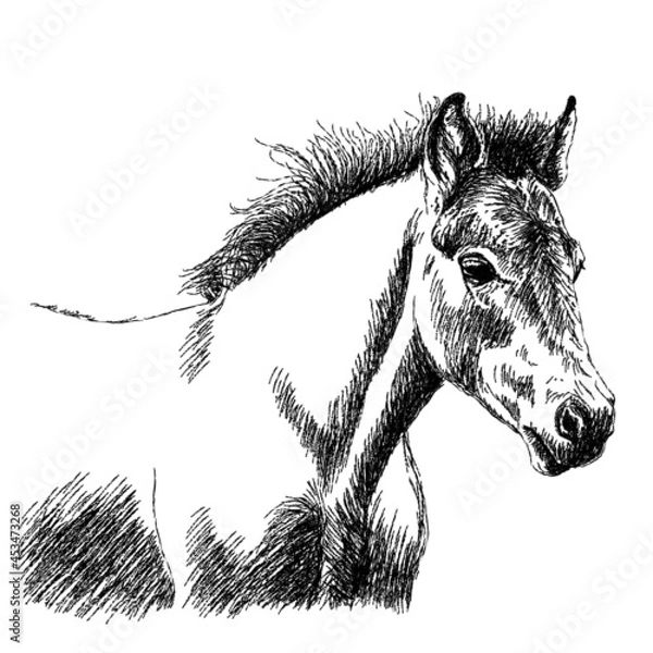 Fototapeta Graphic drawing of a foal on a white background.