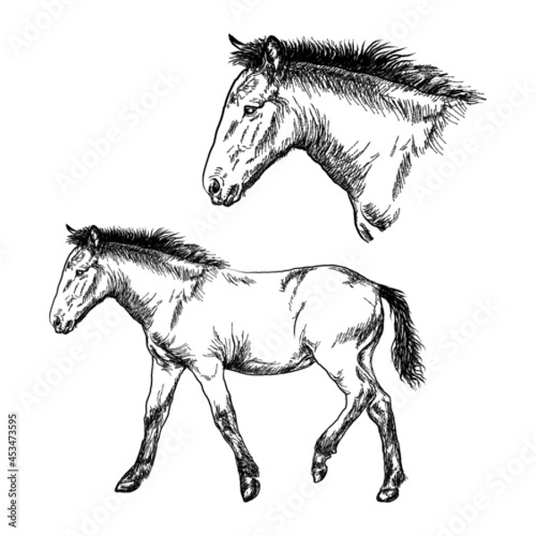 Fototapeta Graphic drawing of a foal on a white background.