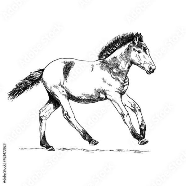 Fototapeta Graphic drawing of a foal on a white background.