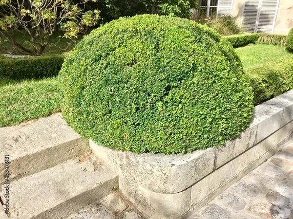 Fototapeta Buis taillé