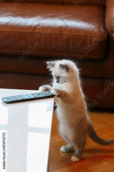 Obraz let s watch TV