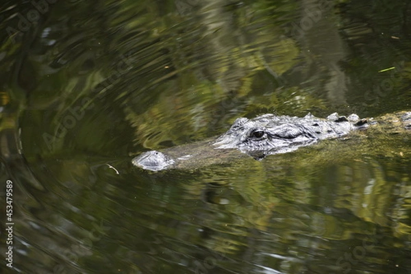 Obraz Alligator head popping out of the cypress swamp