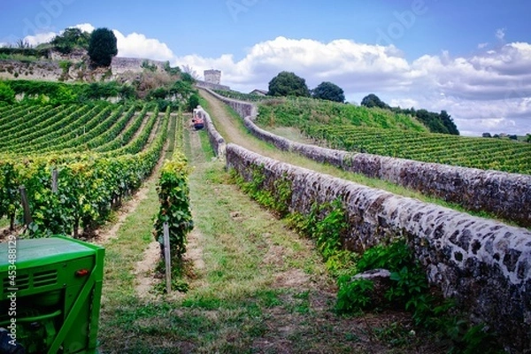 Obraz Saint-Emilion., Vigne.