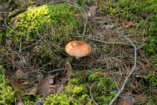 Obraz Red Russula mushroom growing in the forest moss