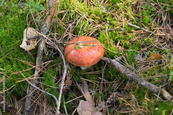 Obraz Red Russula mushroom growing in the forest moss