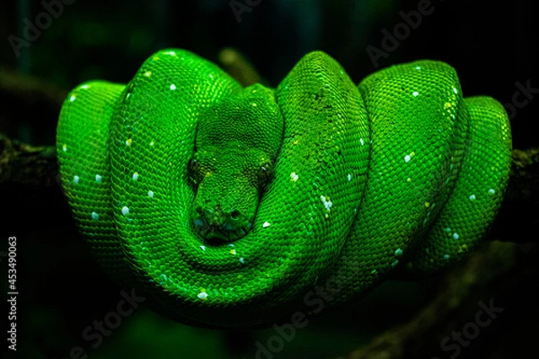 Obraz green snake on tree