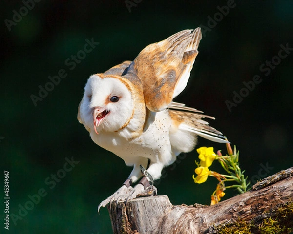 Fototapeta Barn Owl