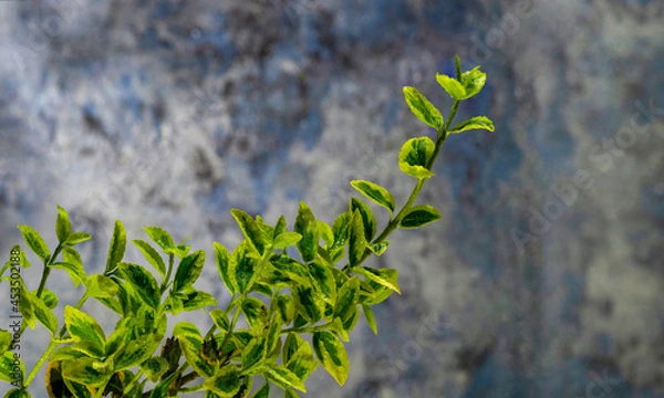 Fototapeta branch of a tree