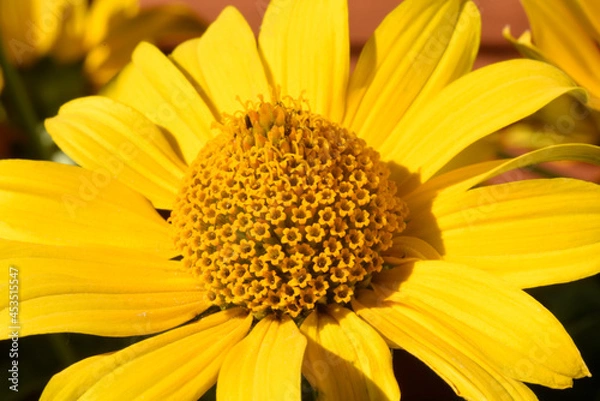 Fototapeta A blooming false sunflower with yellow petals and a tall middle with pollen on the stamens. Detail and texture. Macro.