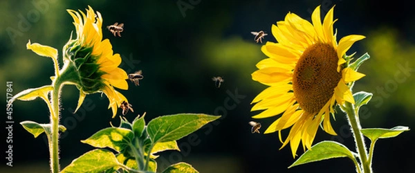 Fototapeta honey bees Apis mellifera drinking nectar from sunflower