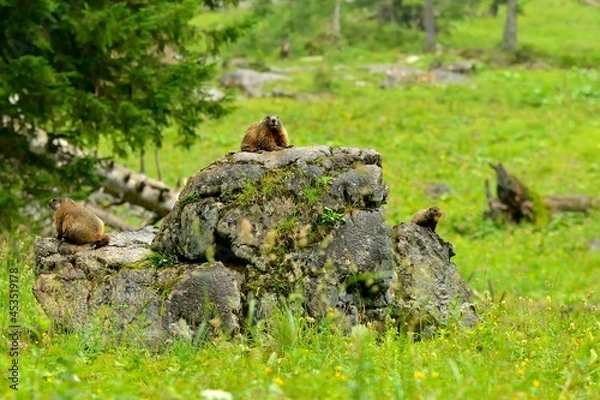 Obraz Marmot on a rock in the bavarian alps on meadow pasture