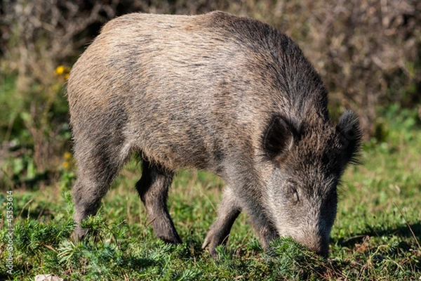 Fototapeta Sanglier - sus scrofa