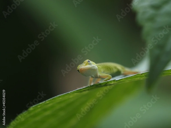 Obraz Green Anole on Leaf