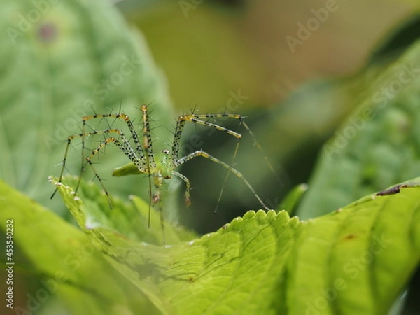Obraz spider on a leaf