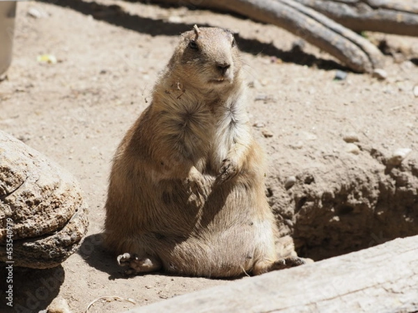 Obraz Chubby Prairie dog