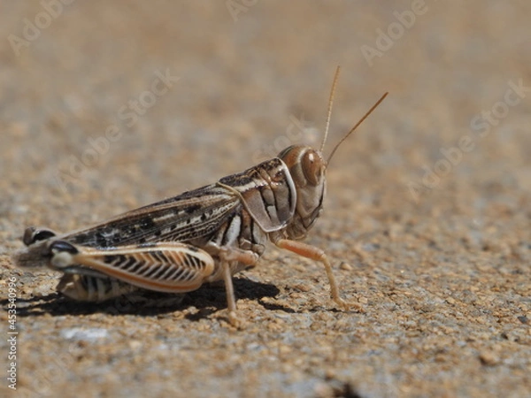 Obraz grasshopper