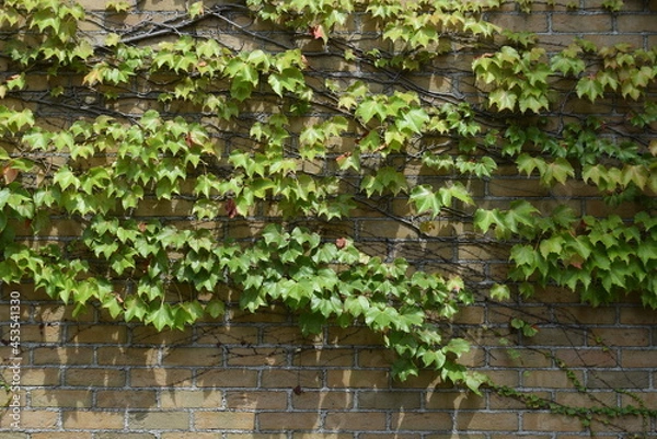 Obraz 甲子園球場