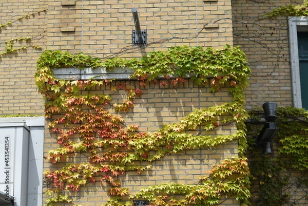 Obraz 甲子園球場